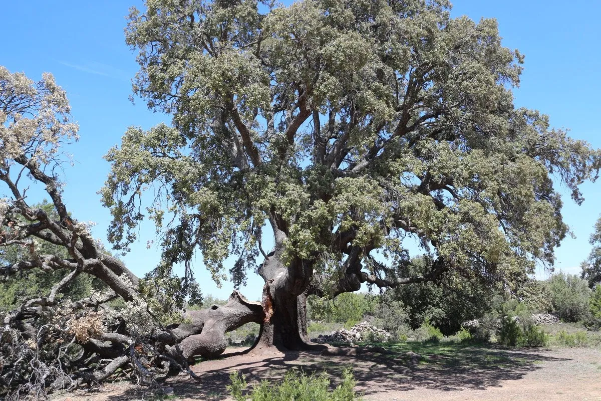 La carrasca con la rama desgajada.