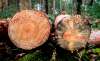 Foto 1 - Un estudio abordará la caracterización estructural de la madera de pino silvestre de Soria