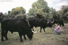 Bueyes de la serrana negra de la ganadería de Enrique Rubio. /María Ferrer