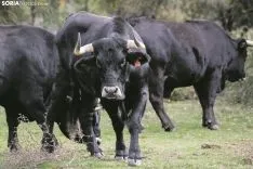 Bueyes de la serrana negra de la ganadería de Enrique Rubio. /María Ferrer