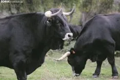 Bueyes de la serrana negra de la ganadería de Enrique Rubio. /María Ferrer