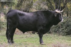 Bueyes de la serrana negra de la ganadería de Enrique Rubio. /María Ferrer