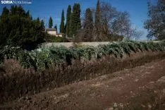 Cardo rojo de Ágreda. /María Ferrer