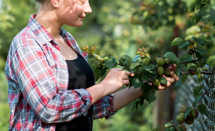 31 jóvenes sorianos ya se han incorporado al campo en lo que va de legislatura, el 4,03 % del total en CyL