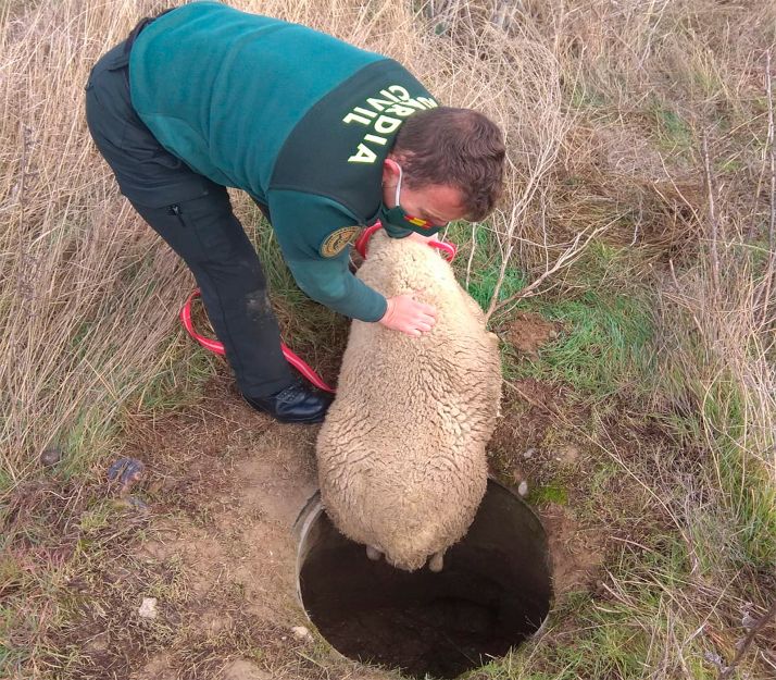 El Seprona rescata una oveja indocumentada en Gómara