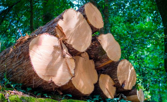 El pago de los aprovechamientos forestales en San Leonardo será formalizado bancariamente