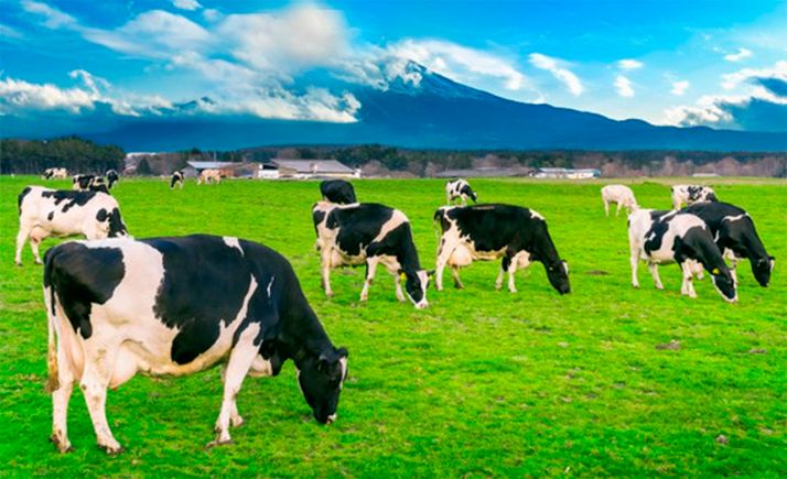 Recogida de firmas contra la vaquería de Noviercas