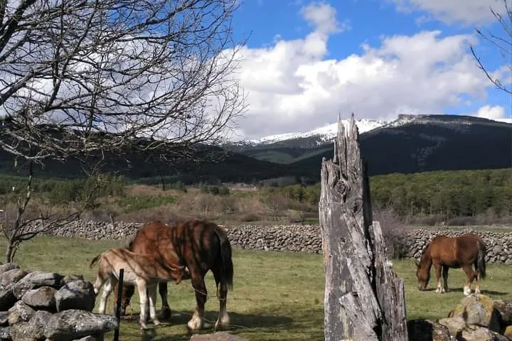 'Caballos', de Teresa Miguel. 