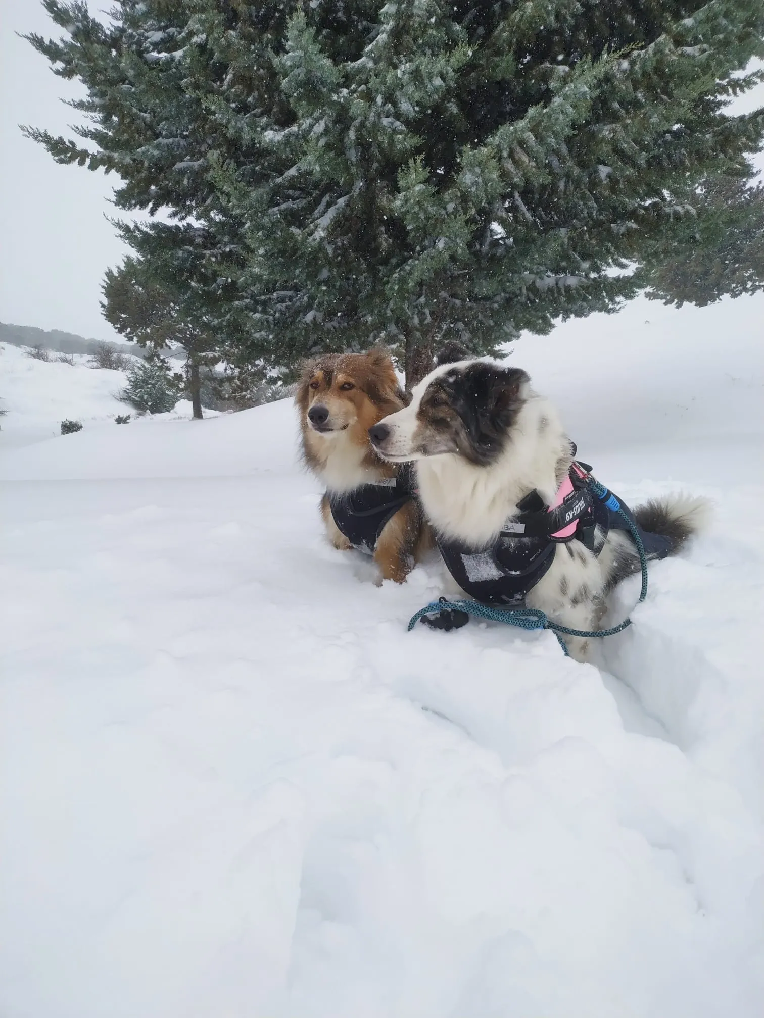 Juegos en la nieve.