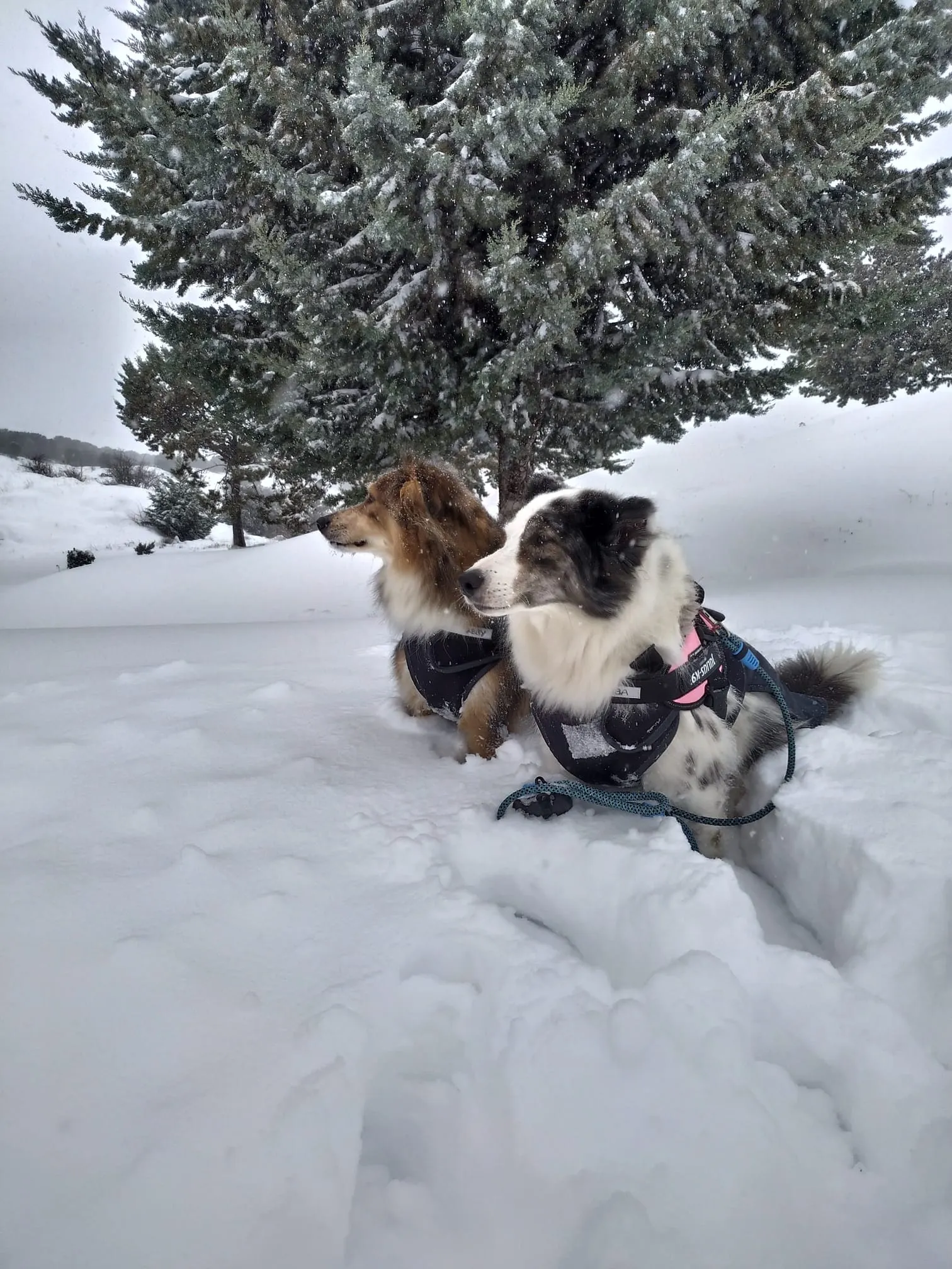 Juegos en la nieve.