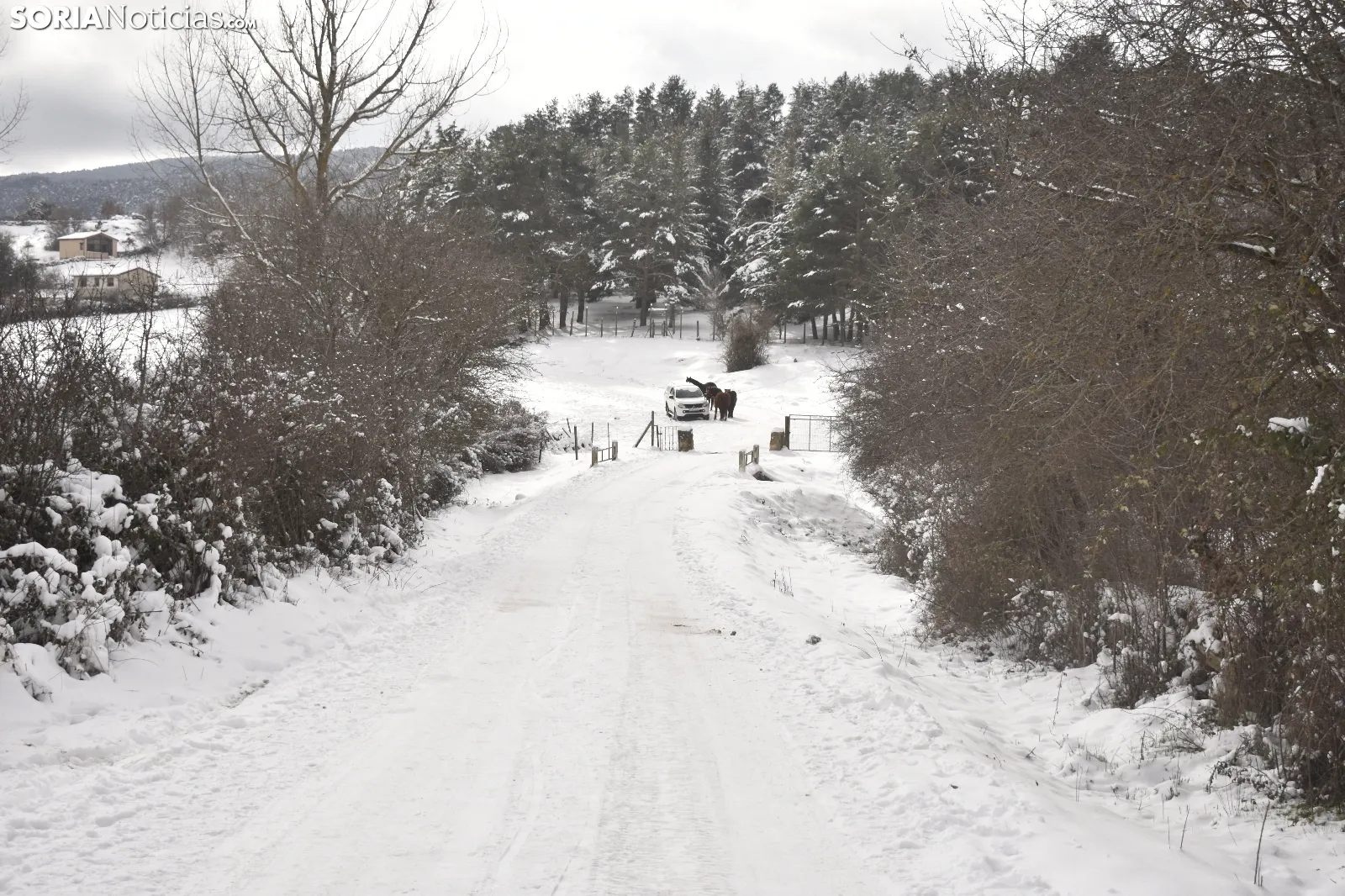 Nieve en Covaleda.