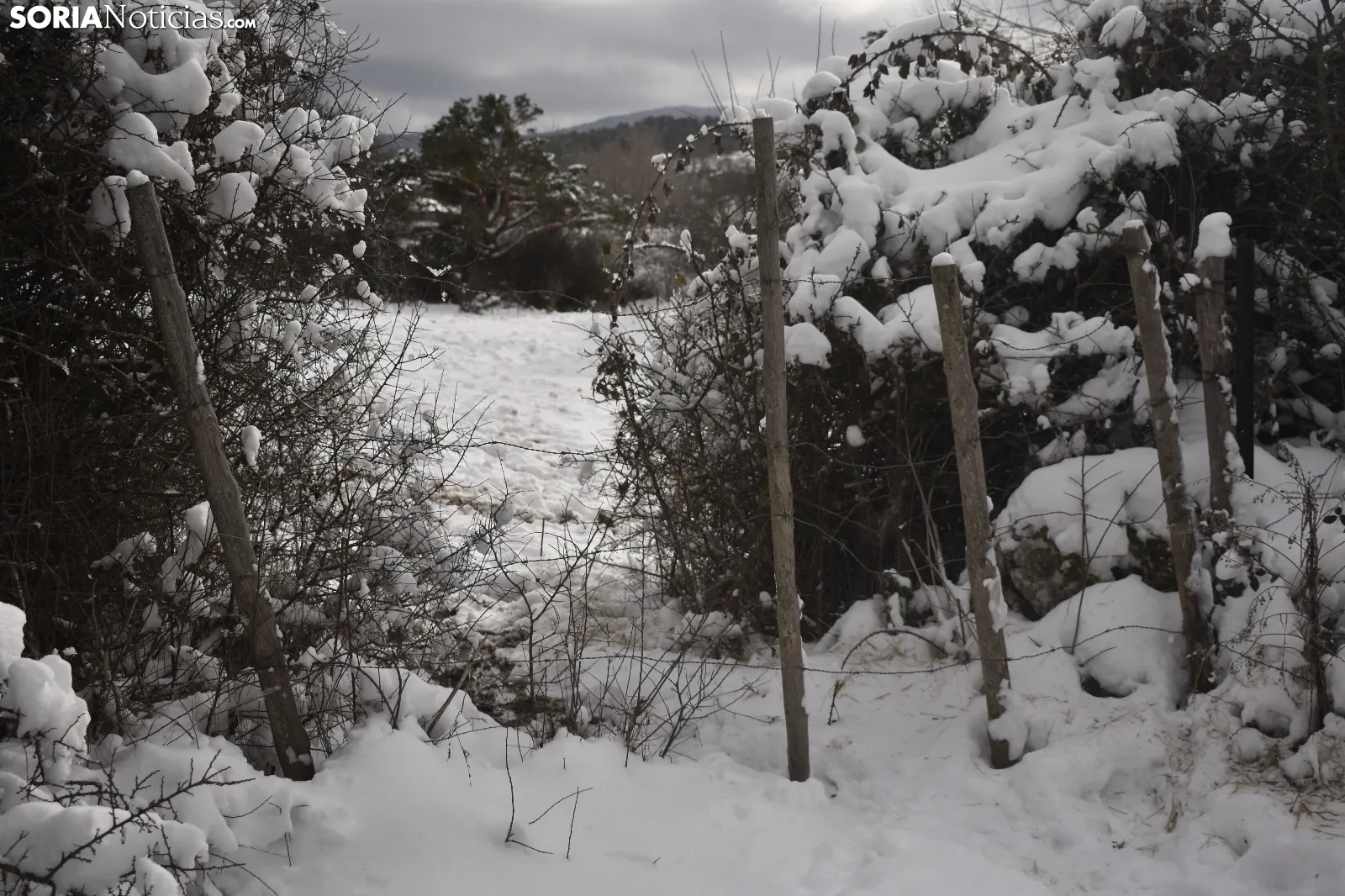 Nieve en Covaleda.