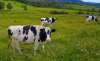 Vacas de la raza frisona en un campo. 
