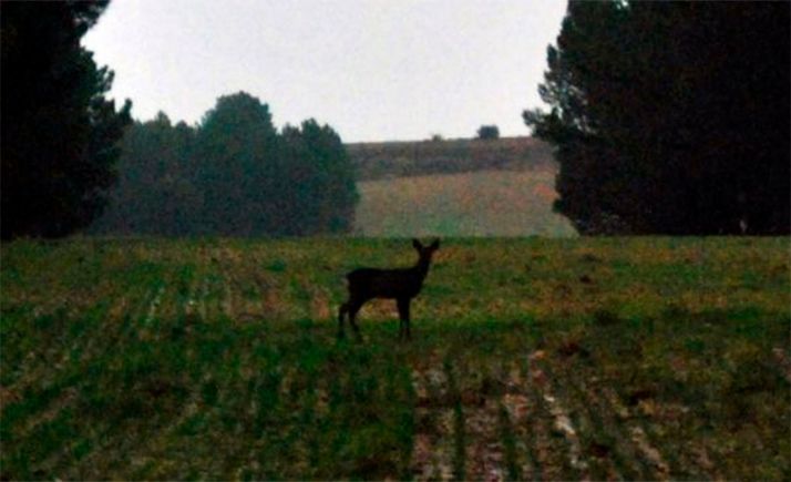 Los representantes agrarios provinciales insisten en su precocupación por la fauna salvaje 