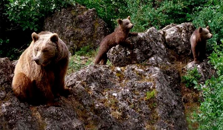 El último censo de oso pardo detecta ejemplares en cuatro provincias de Castilla y León