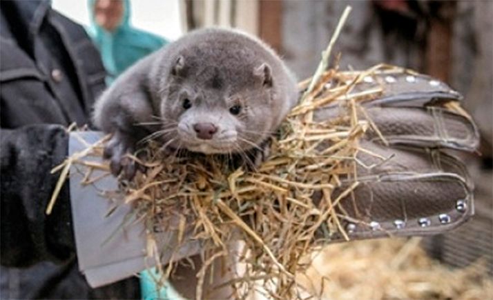 Todos los visones americanos de una granja en Navatalgordo (Ávila) serán sacrificados por el SARS-CoV-2