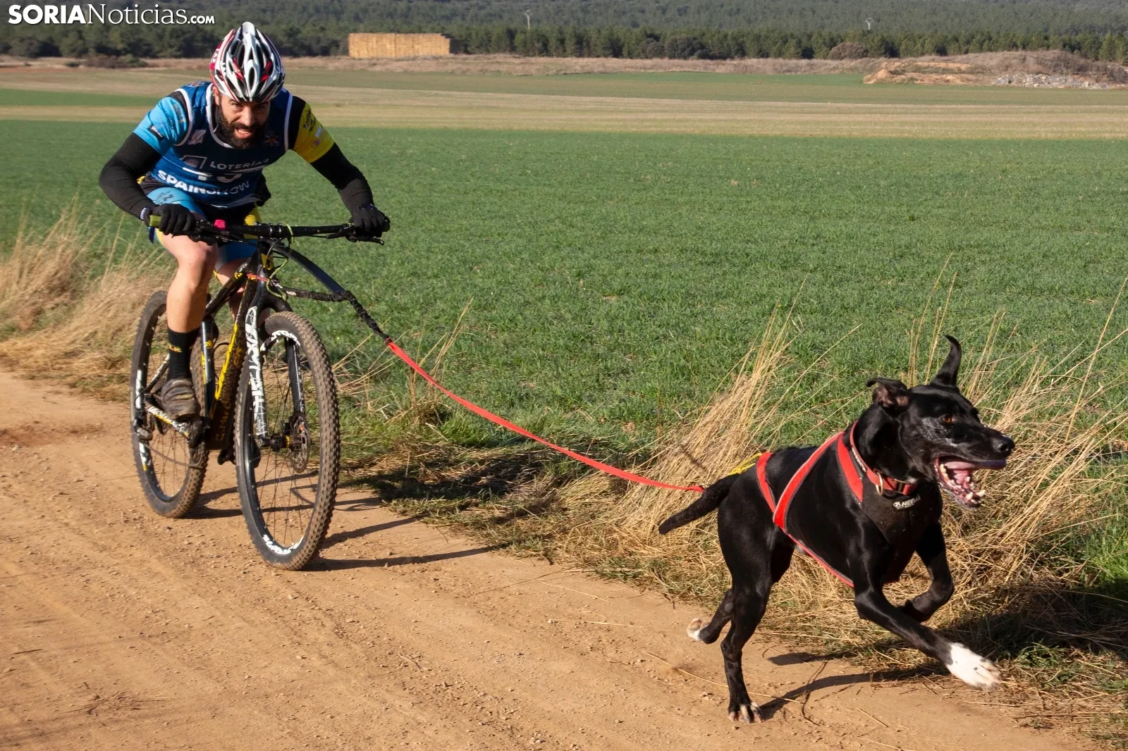 Campeonato de España de Mushing Tierra Olvega / María Ferrer