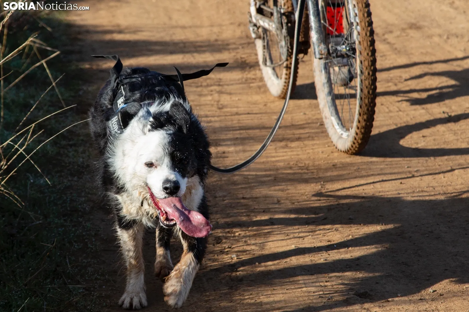 Campeonato de España de Mushing Tierra Olvega / María Ferrer