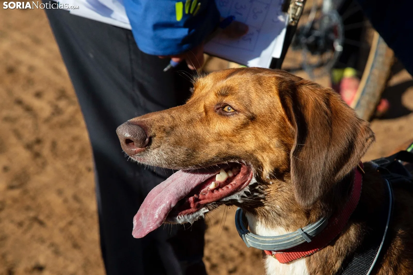 Campeonato de España de Mushing Tierra Olvega / María Ferrer