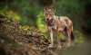Foto 1 - Cuatro comunidades acudirán a los tribunales si el Gobierno incluye el lobo en el Listado de Especies en Régimen de Protección Especial