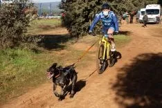 Campeonato de España de Mushing Tierra Olvega / María Ferrer