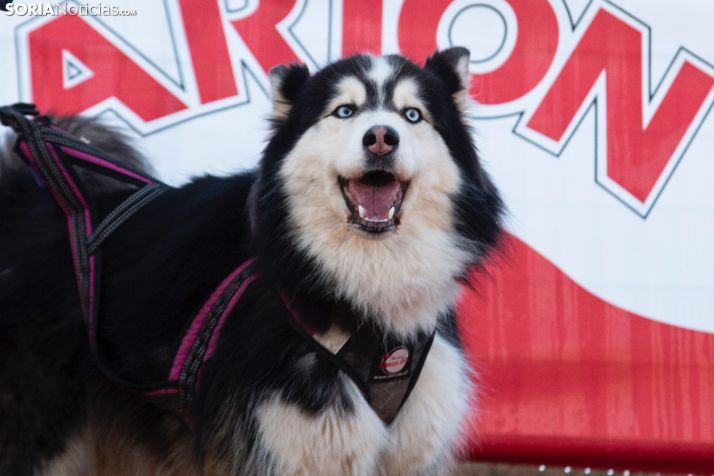 Fotos: Campeonato de España de Musing 2021 en Ólvega