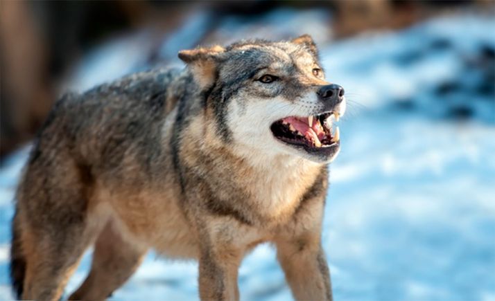 CyL rechaza de forma rotunda la propuesta de inclusión del lobo en el Listado de Especies en Régimen de Protección Especial