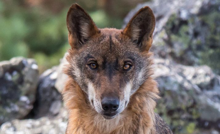  COAG promueve entre los ganaderos sorianos una batería de alegaciones contra la ley que sobreprotegerá al lobo