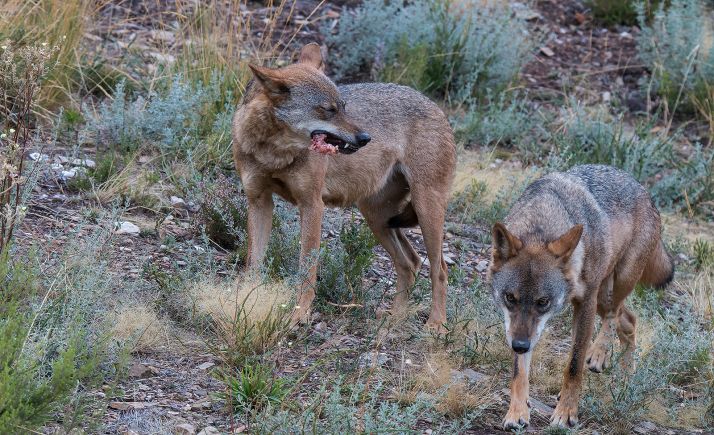 CyL y otras tres comunidades se comprometen a trabajar con el Gobierno en la conservación del lobo ibérico