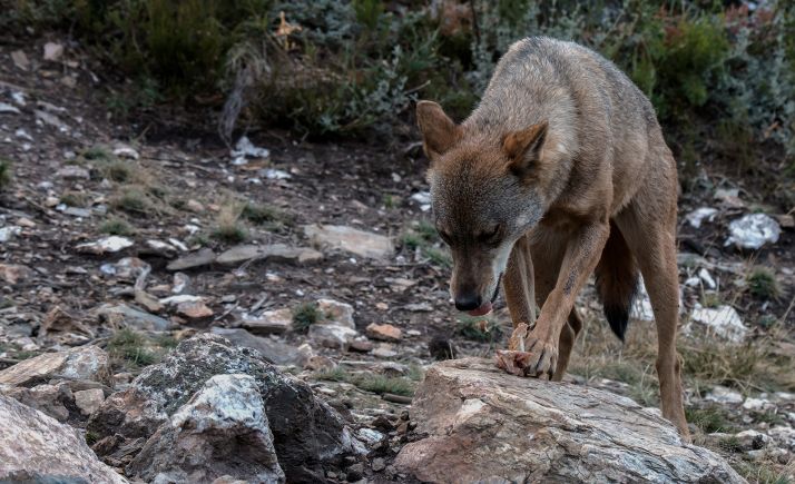 CyL y tres comunidades piden una Conferencia Sectorial de Medio Ambiente extraordinaria sobre el lobo