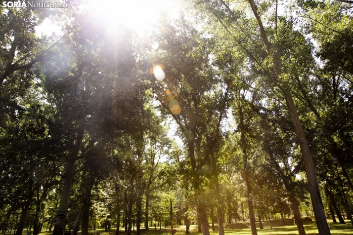 La Arboleda de Almazán. /María Ferrer