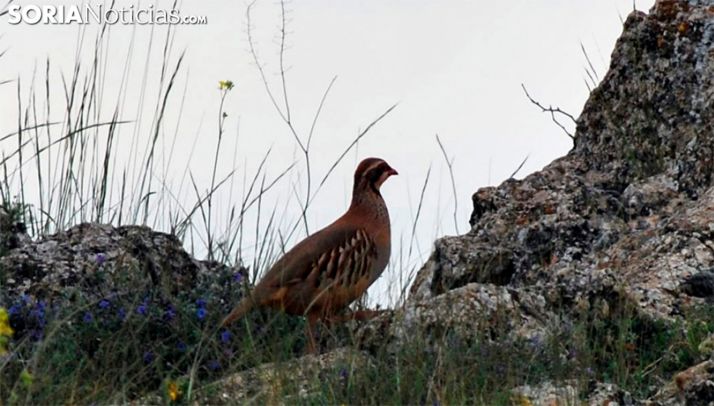 Aprobado el Proyecto de Ley de Gestión Sostenible de los Recursos Cinegéticos de Castilla y León 