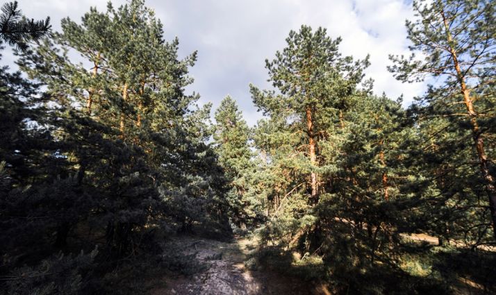 Los bosques sorianos, modelo en el estudio contra el cambio climático