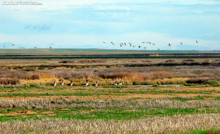 Detectado el primer foco de gripe aviar en la Comunidad