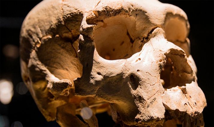 El Museo de la Evolución Humana brinda una nueva programación con actividades presenciales y virtuales diarias