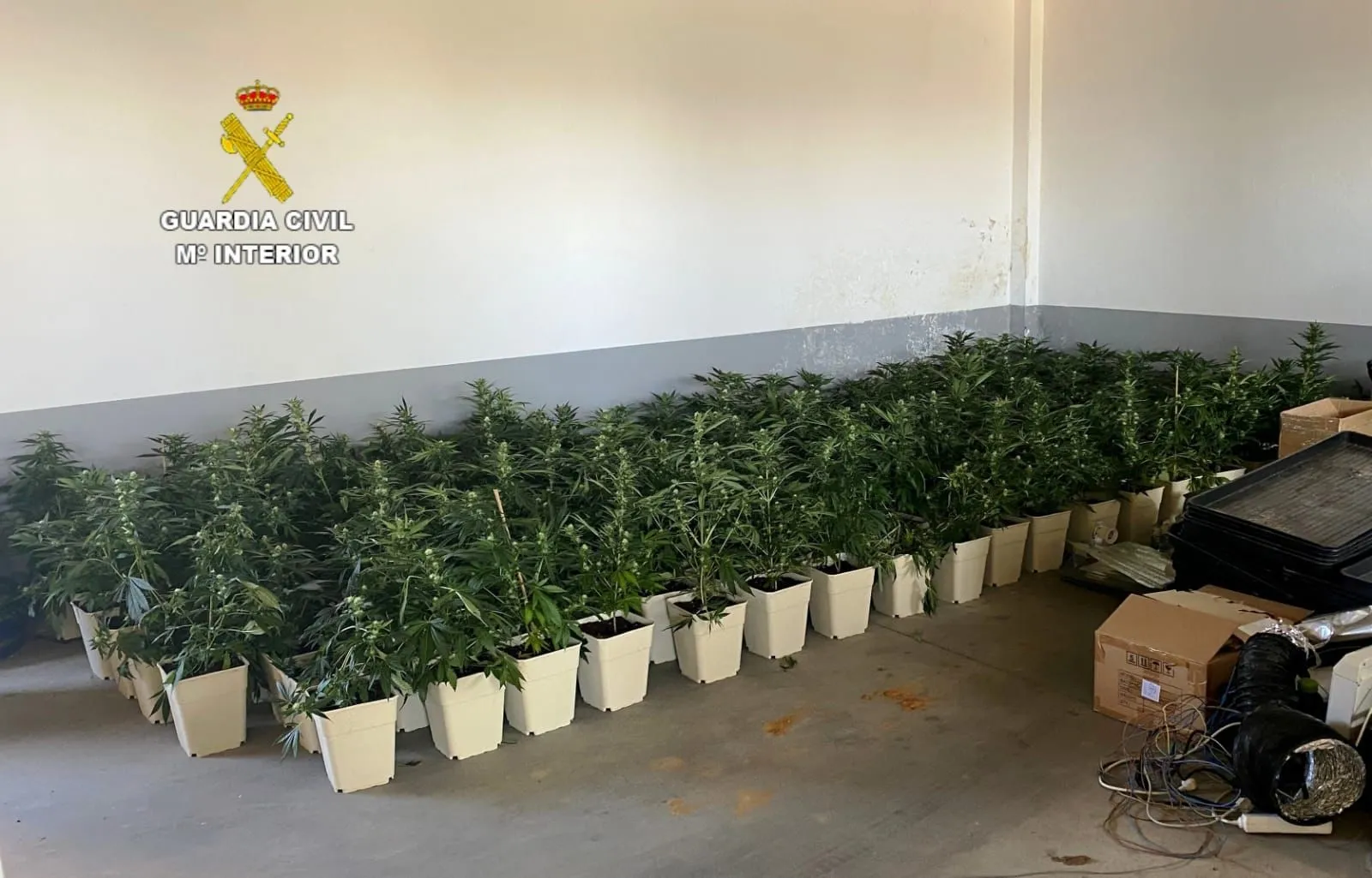 Las plantas decomisadas. /GC