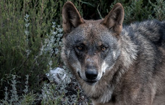 Castilla y León y otras diez CCAA piden retirar la inclusión del lobo como especie protegida hasta modificar la Estrategia Nacional 