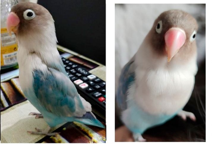 Buscan ayuda para encontrar un agapornis 