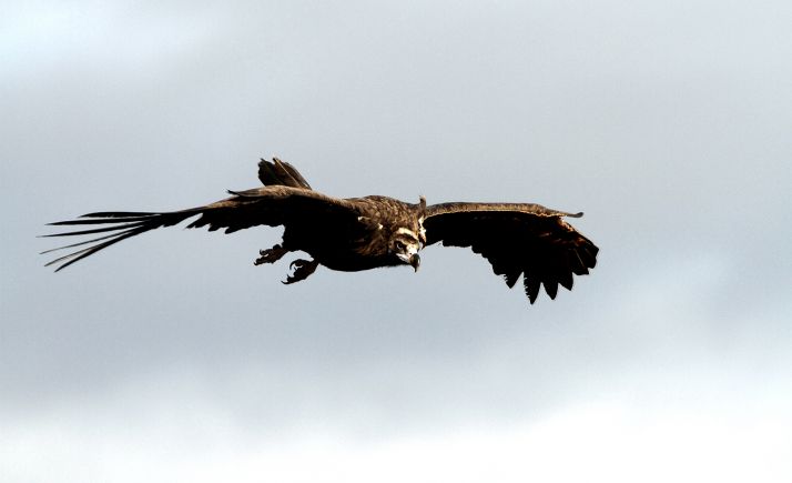 Las 483 parejas de buitre negro contabilizadas en Castilla y León confirman la tendencia positiva de la especie