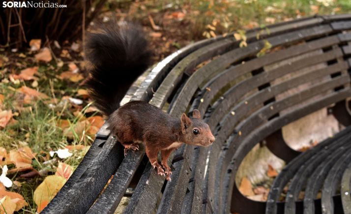 Una comisión abordará la posibilidad de remunicipar el servicio de jardines y zonas verdes