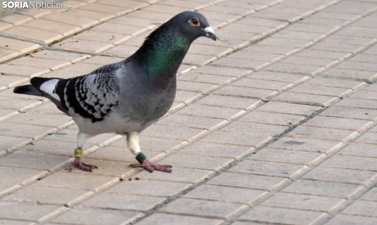'9424439' de paseo por el barrio del Calaverón. /SN