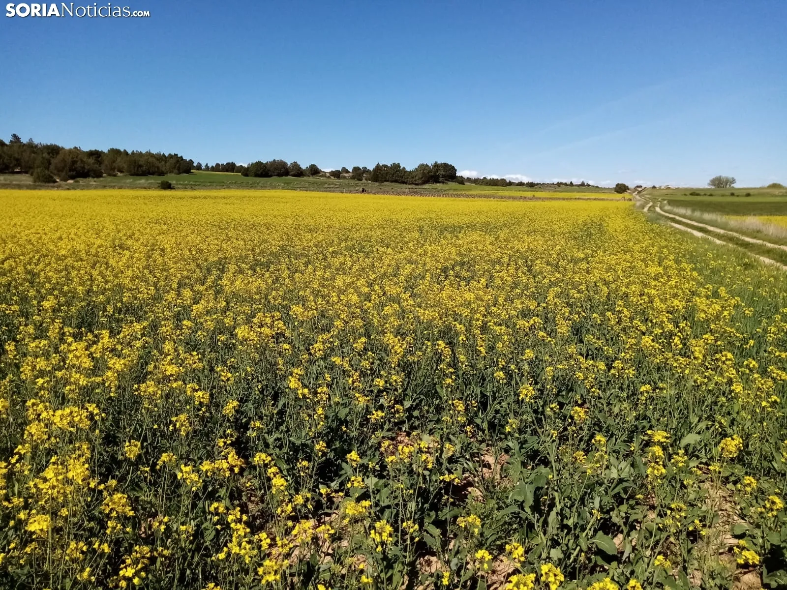 Cultivos de colza entre Gormaz y Quintanas de Gormaz.