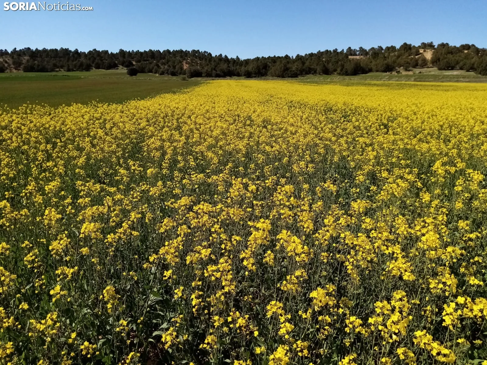 Cultivos de colza entre Gormaz y Quintanas de Gormaz.