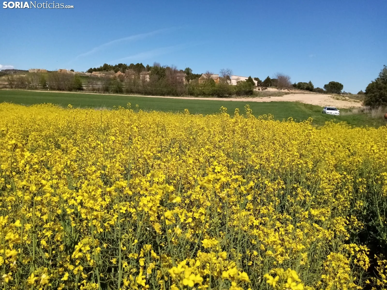Cultivos de colza entre Gormaz y Quintanas de Gormaz.
