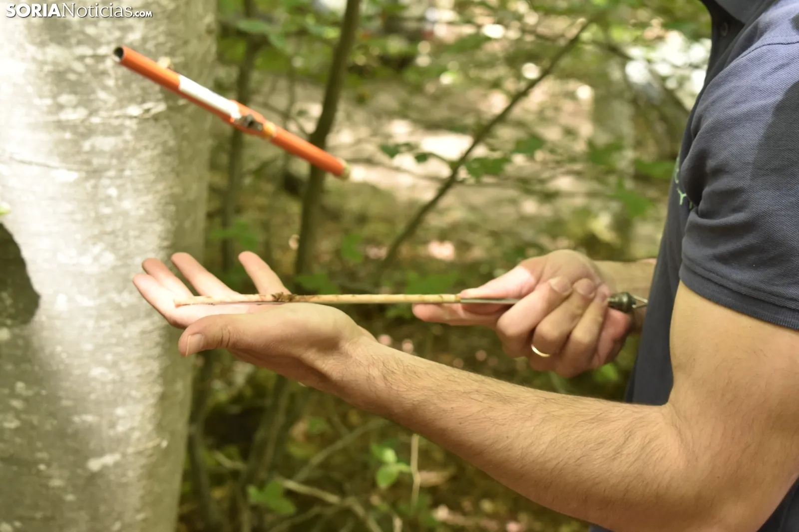 Presentación del proyecto LIFE Soria ForestAdapt. /Encarna Muñoz