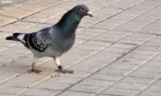 '9424439' de paseo por el barrio del Calaverón. /SN