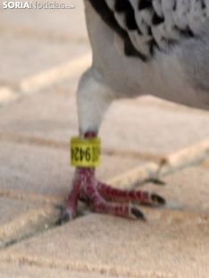 Foto 6 - '9424439', la paloma portuguesa que prefirió quedarse en Soria