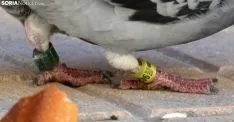 Foto 4 - '9424439', la paloma portuguesa que prefiri&oacute; quedarse en Soria