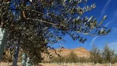 Imágenes de las botellas y de los olivos de Olivo de Soria./ Foto: Carolina García.