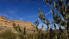 Imágenes de las botellas y de los olivos de Olivo de Soria./ Foto: Carolina García.